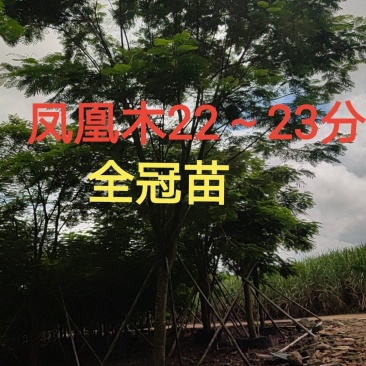 凤凰木20～21分