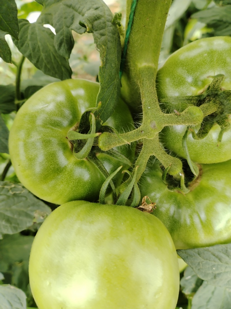 攀枝花，西昌，阿坝。老味道番茄