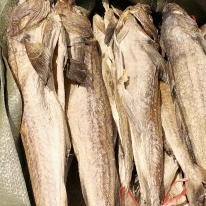40+松身带头财鱼松板柴鱼明太鱼40公分鳕鱼干鱼鱼干