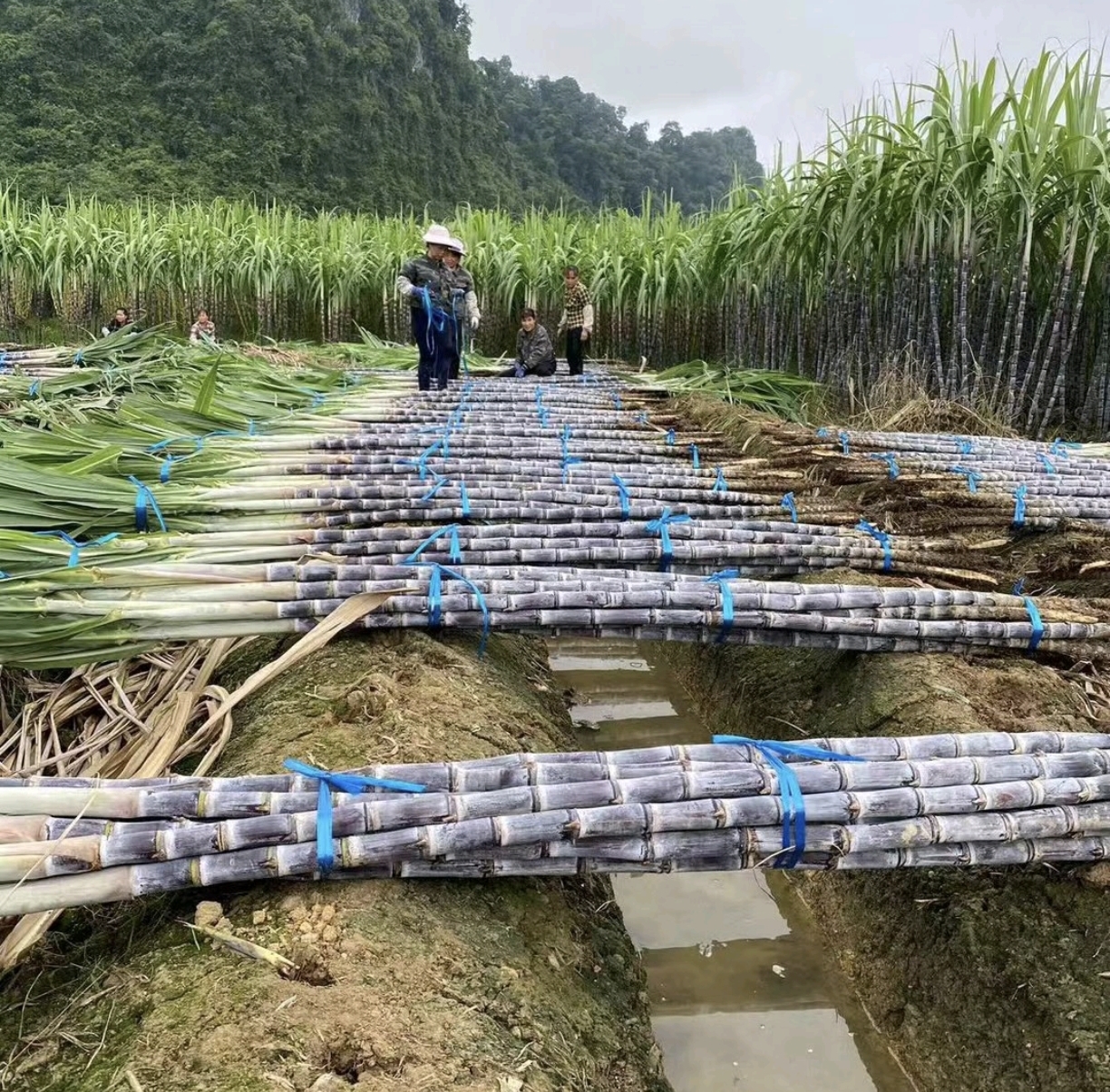 甘蔗种植基地，农民正在收割新鲜黑皮甘蔗