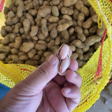 花生鲜花生江苏花生精品过筛花生颗粒饱满自家种植