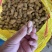 花生鲜花生江苏花生精品过筛花生颗粒饱满自家种植