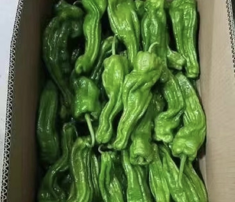 左侧为大型连锁超市生鲜区货架,陈列着贴有‘绿色食品’标识的薄皮芜湖椒包装盒,旁边标价签注明产地为‘安徽芜湖’;右侧为餐厅后厨场景,厨师正在铁锅中爆炒切段的芜湖椒,搭配鸡蛋与腊肉,香气四溢,展现其家庭与商业烹饪双重应用场景 薄皮芜湖椒在超市货架与餐饮应用中的展示