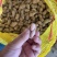 花生鲜花生江苏花生精品过筛花生颗粒饱满自家种植