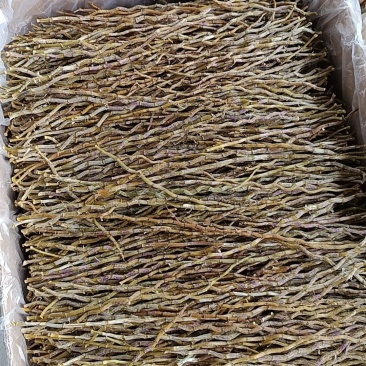 云南高原种植正宗铁皮石斛干条铁皮胶质多无渣干货石斛煲汤