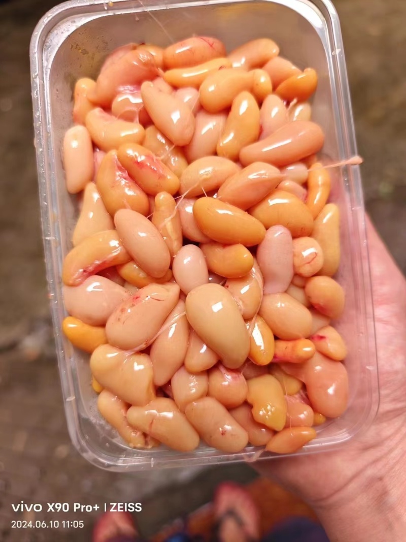 广东清远新鲜大鸡子，工厂直供欢迎来电咨询