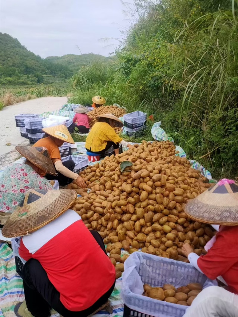 【精品】米良一号猕猴桃湖南湘西猕猴桃产地直发