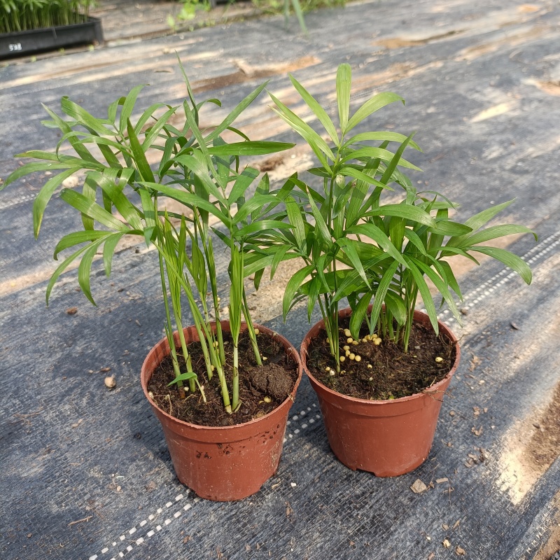 90#袖珍椰子小盆栽带盆发物流运费到付货到自提
