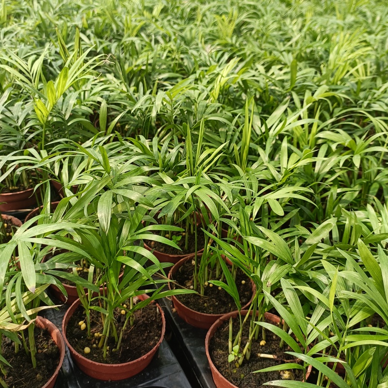 90#袖珍椰子小盆栽带盆发物流运费到付货到自提