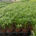 90#袖珍椰子小盆栽带盆发物流运费到付货到自提