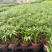 90#袖珍椰子小盆栽带盆发物流运费到付货到自提