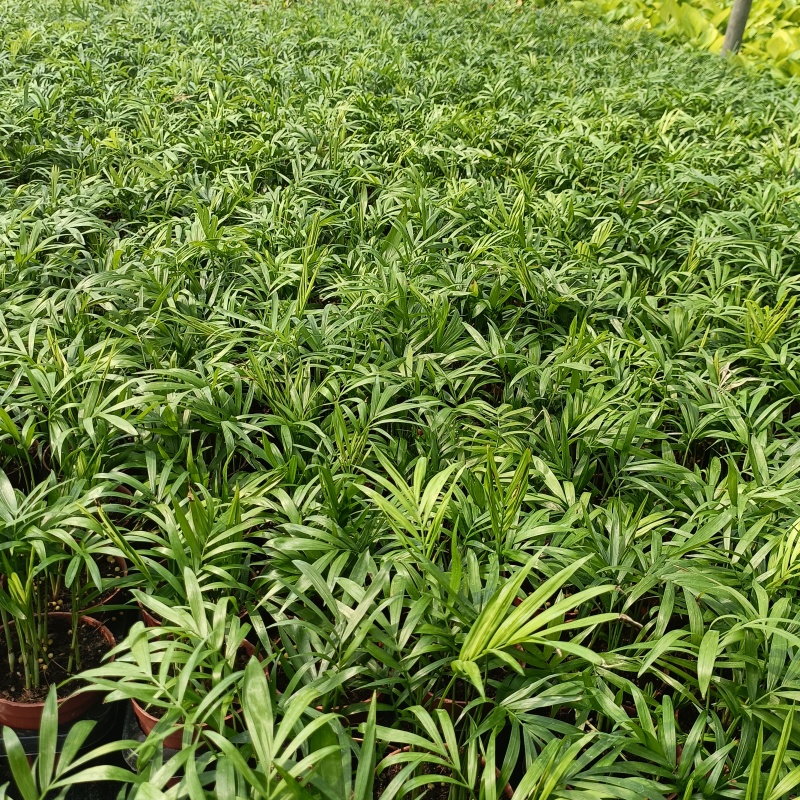 90#袖珍椰子小盆栽带盆发物流运费到付货到自提