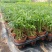 90#袖珍椰子小盆栽带盆发物流运费到付货到自提