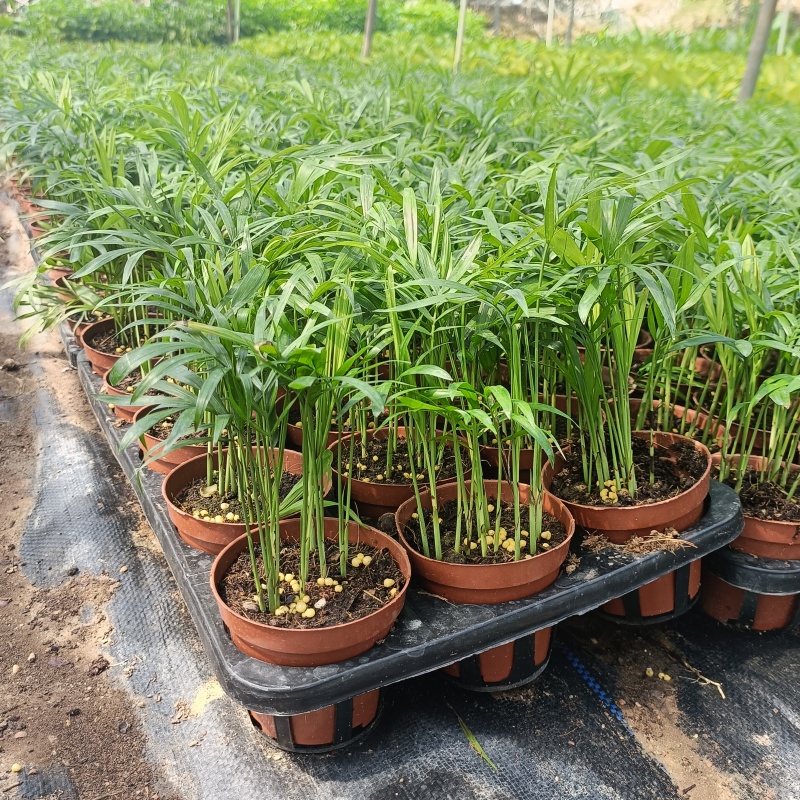 90#袖珍椰子小盆栽带盆发物流运费到付货到自提