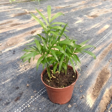 90#袖珍椰子小盆栽带盆发物流运费到付货到自提