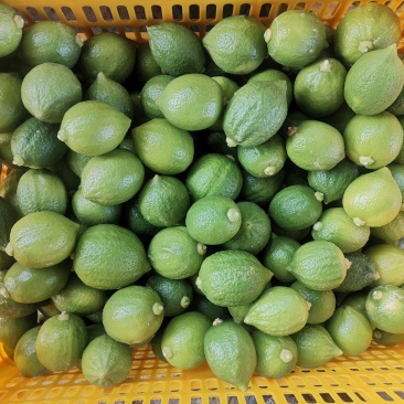 300多亩广东香水柠檬，每天都出货，需要联系。
