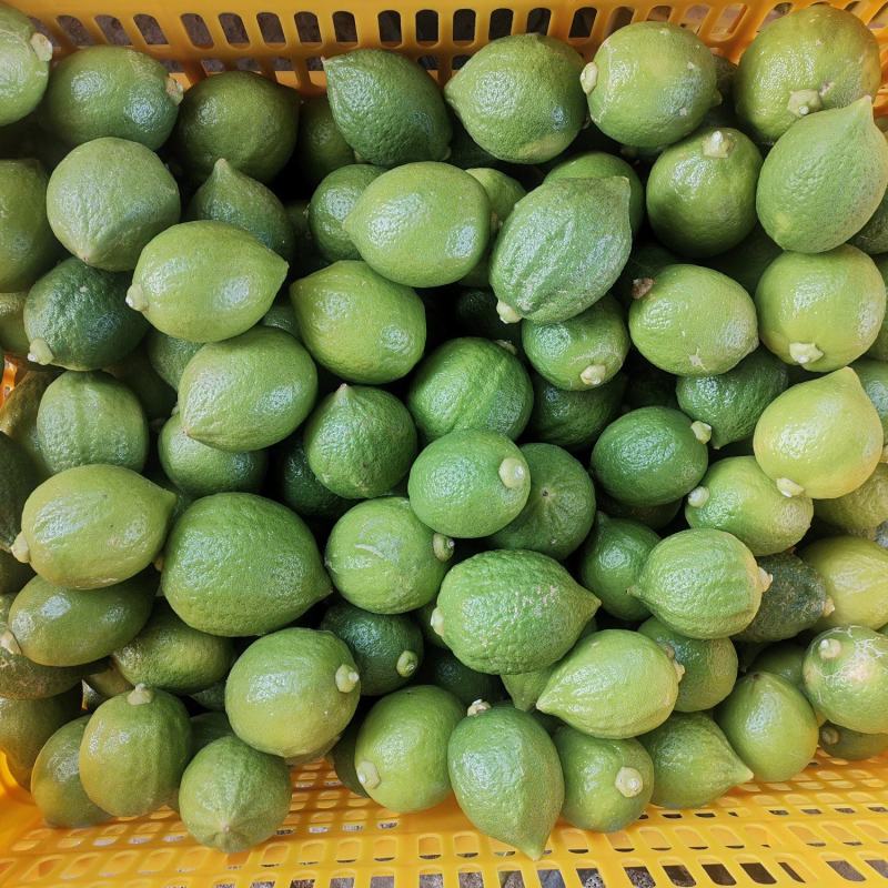 300多亩广东香水柠檬，每天都出货，需要联系。