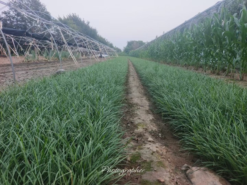 麦冬草（杯苗）量大整车都能走诚信经营为本
