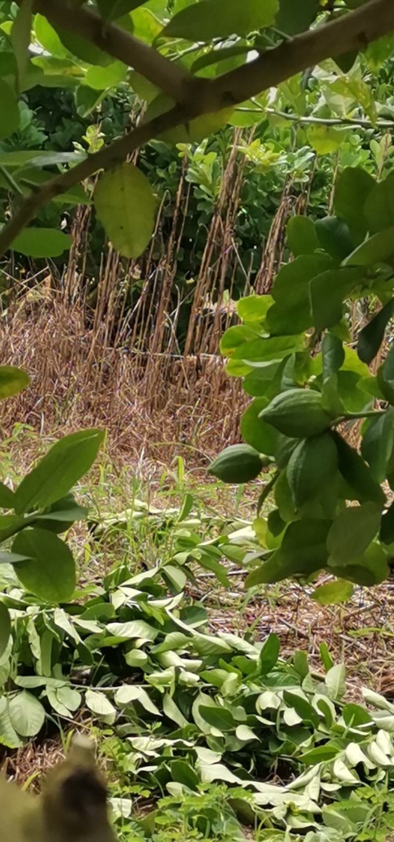 300多亩广东香水柠檬，每天都出货，需要联系。