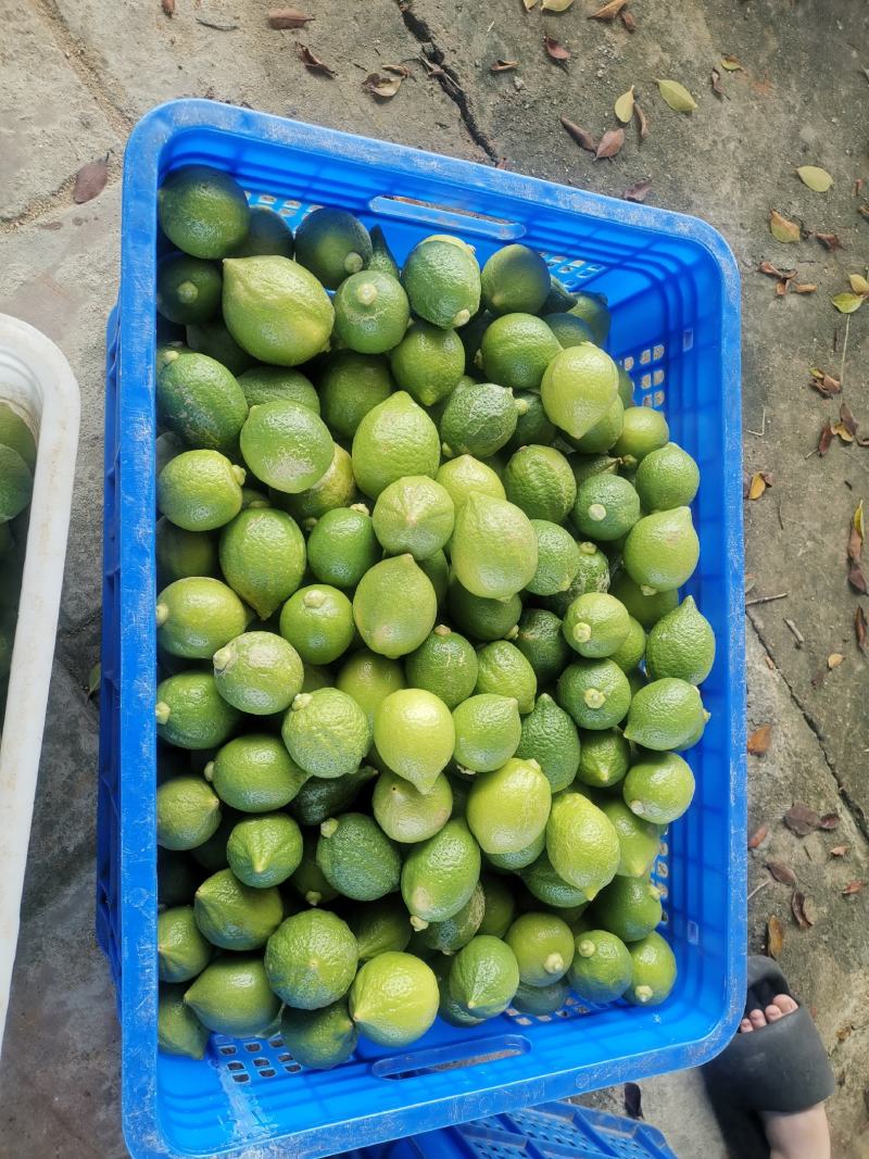 300多亩广东香水柠檬，每天都出货，需要联系。