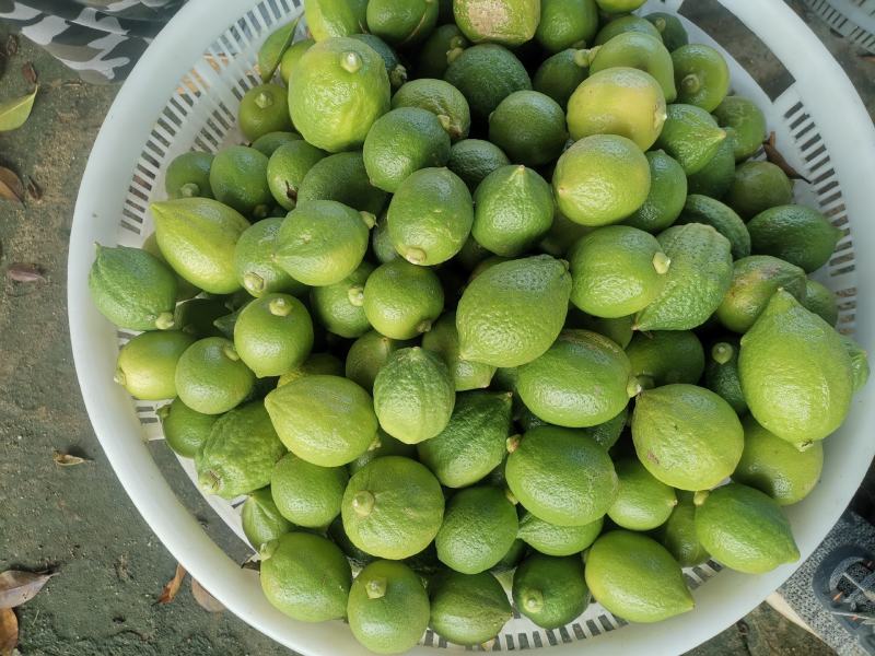 300多亩广东香水柠檬，每天都出货，需要联系。
