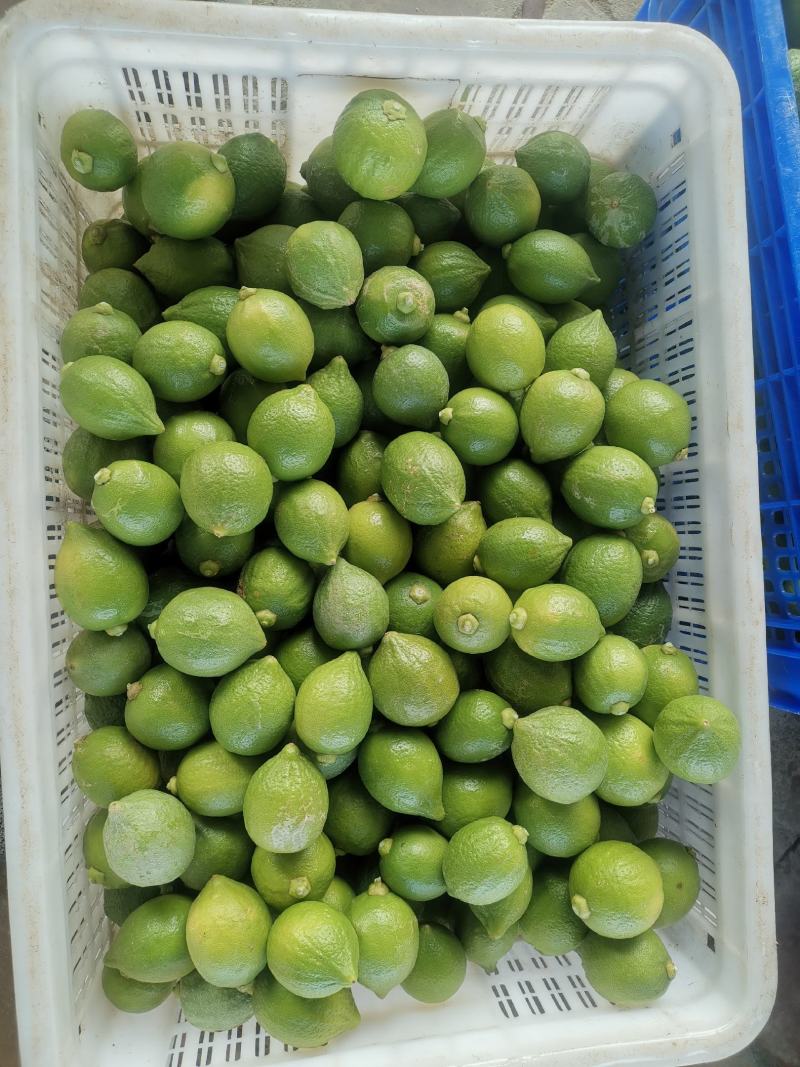 300多亩广东香水柠檬，每天都出货，需要联系。
