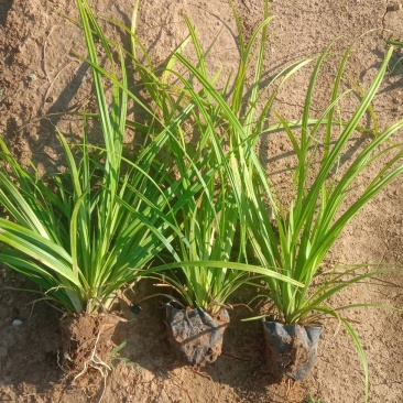 崂峪苔草基地直销量大价优