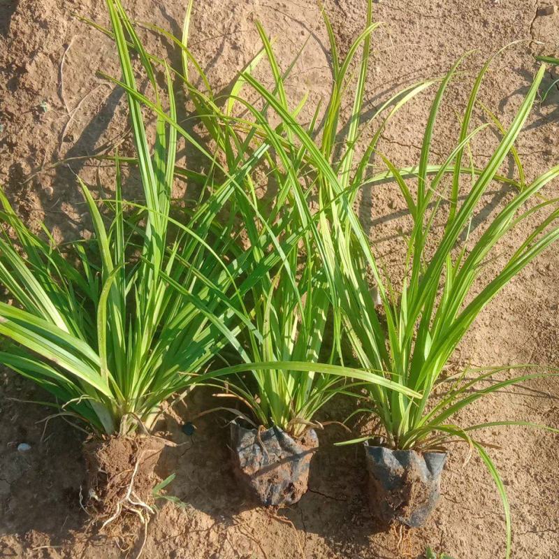 崂峪苔草基地直销量大价优