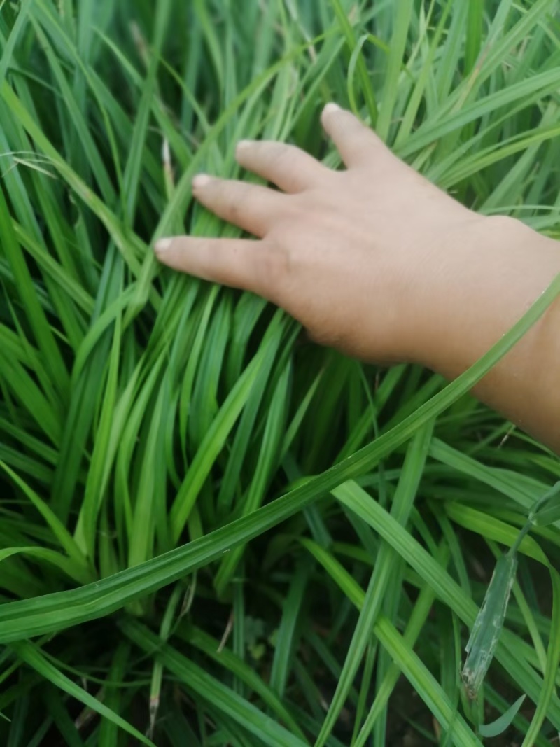 崂峪苔草基地直销量大价优
