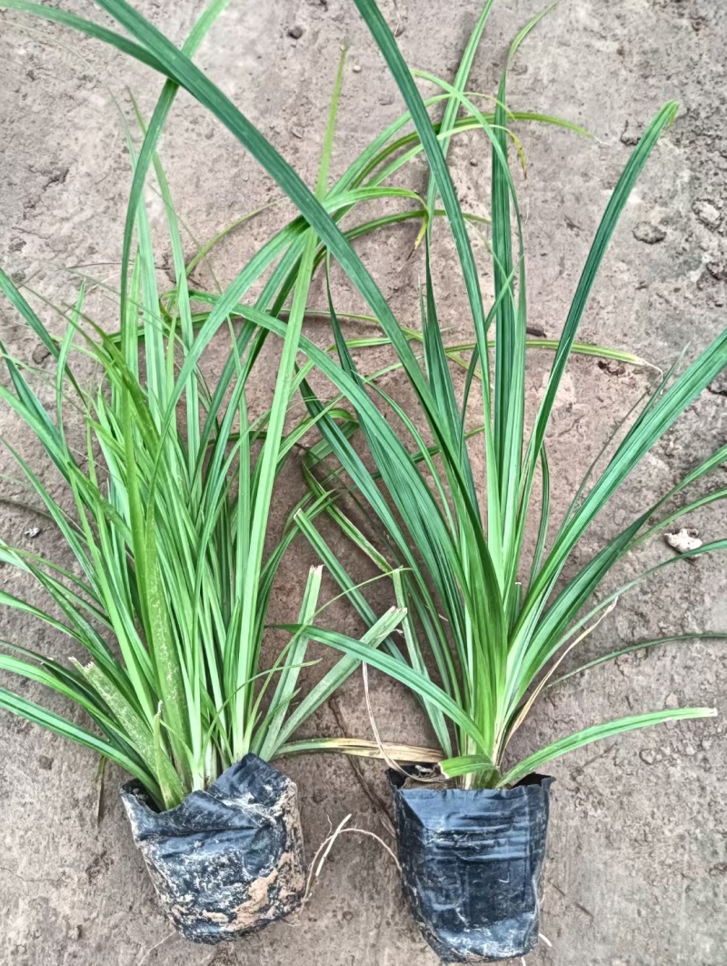崂峪苔草基地直销量大价优