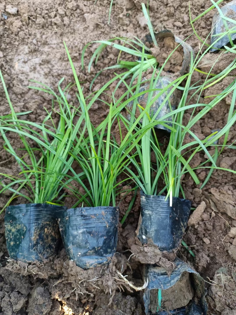 崂峪苔草基地直销量大价优