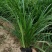 崂峪苔草基地直销量大价优