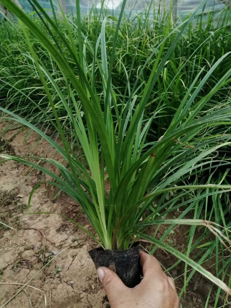 崂峪苔草基地直销量大价优