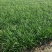 崂峪苔草基地直销量大价优