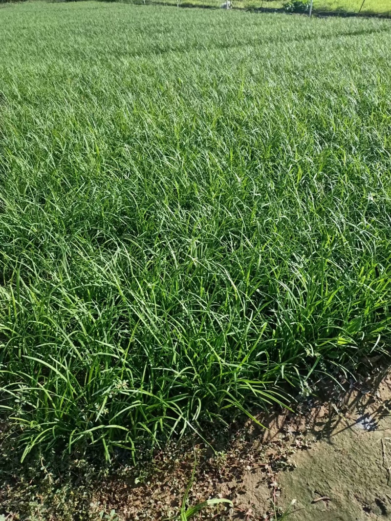 崂峪苔草基地直销量大价优