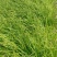 崂峪苔草基地直销量大价优