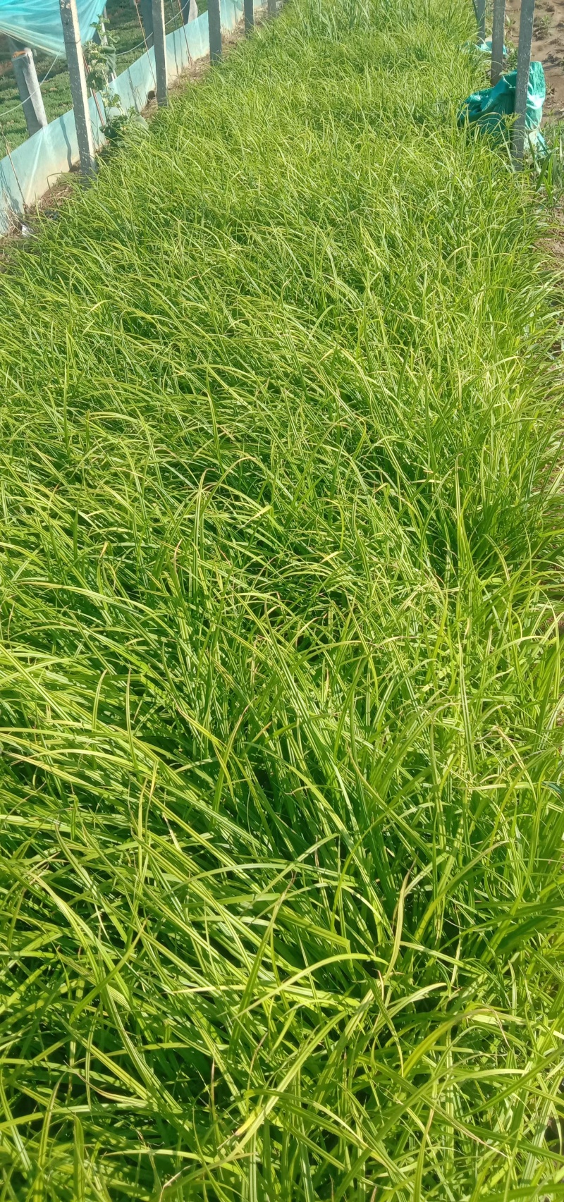 崂峪苔草基地直销量大价优