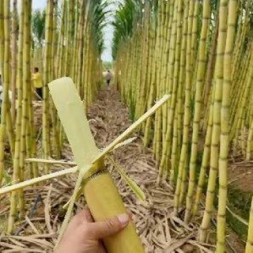 云南黄金甘蔗，糖分高，无黑心红心，长度粗度****