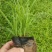 青绿苔草提供免费技术指导保障品质大量有货