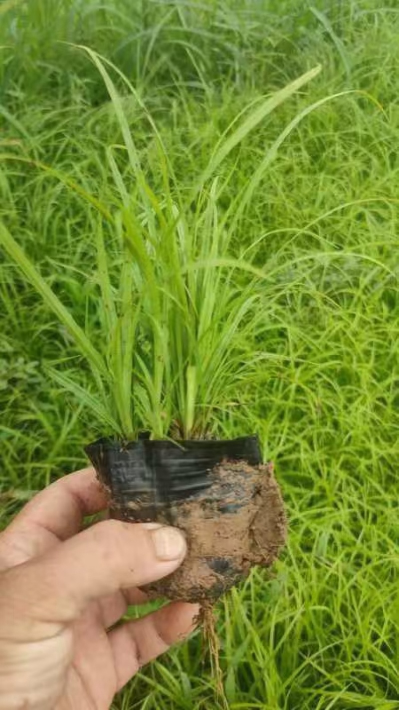 青绿苔草提供免费技术指导保障品质大量有货
