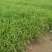 青绿苔草提供免费技术指导保障品质大量有货