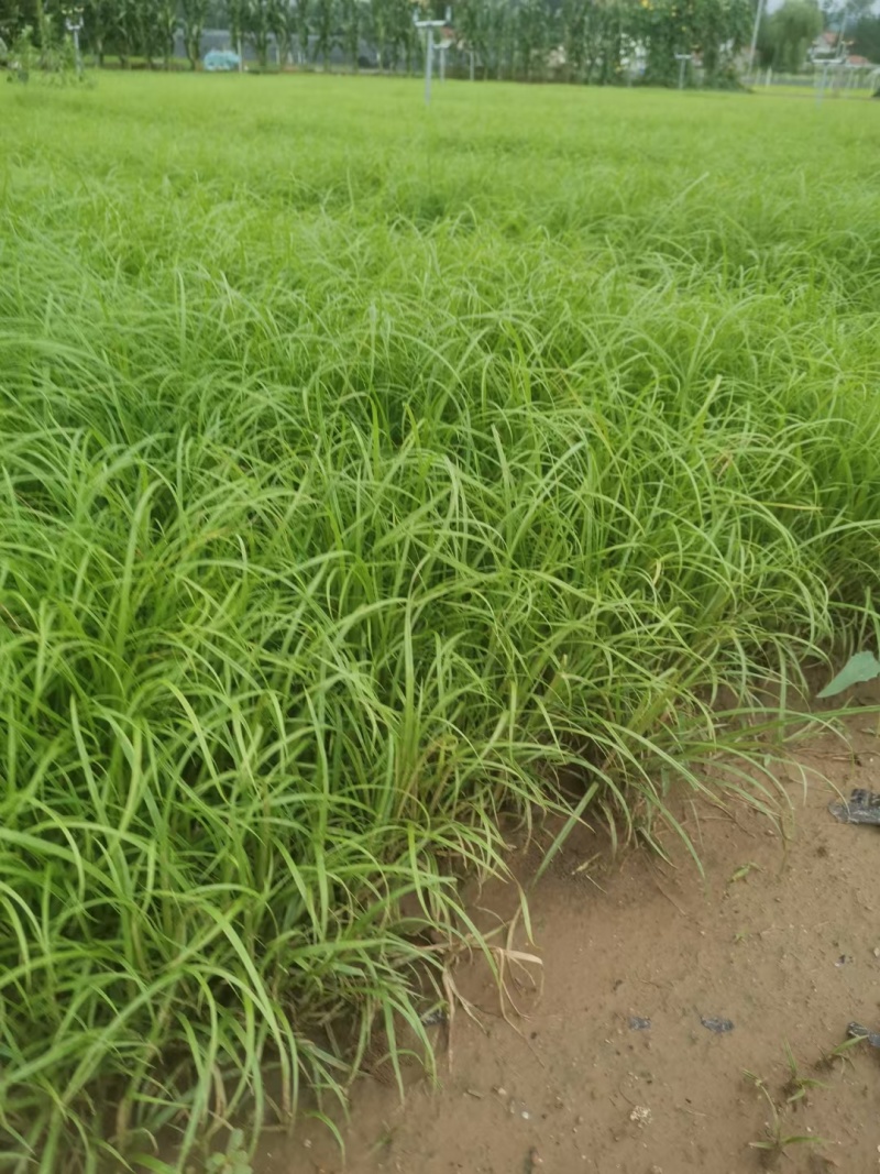 青绿苔草提供免费技术指导保障品质大量有货