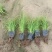青绿苔草提供免费技术指导保障品质大量有货