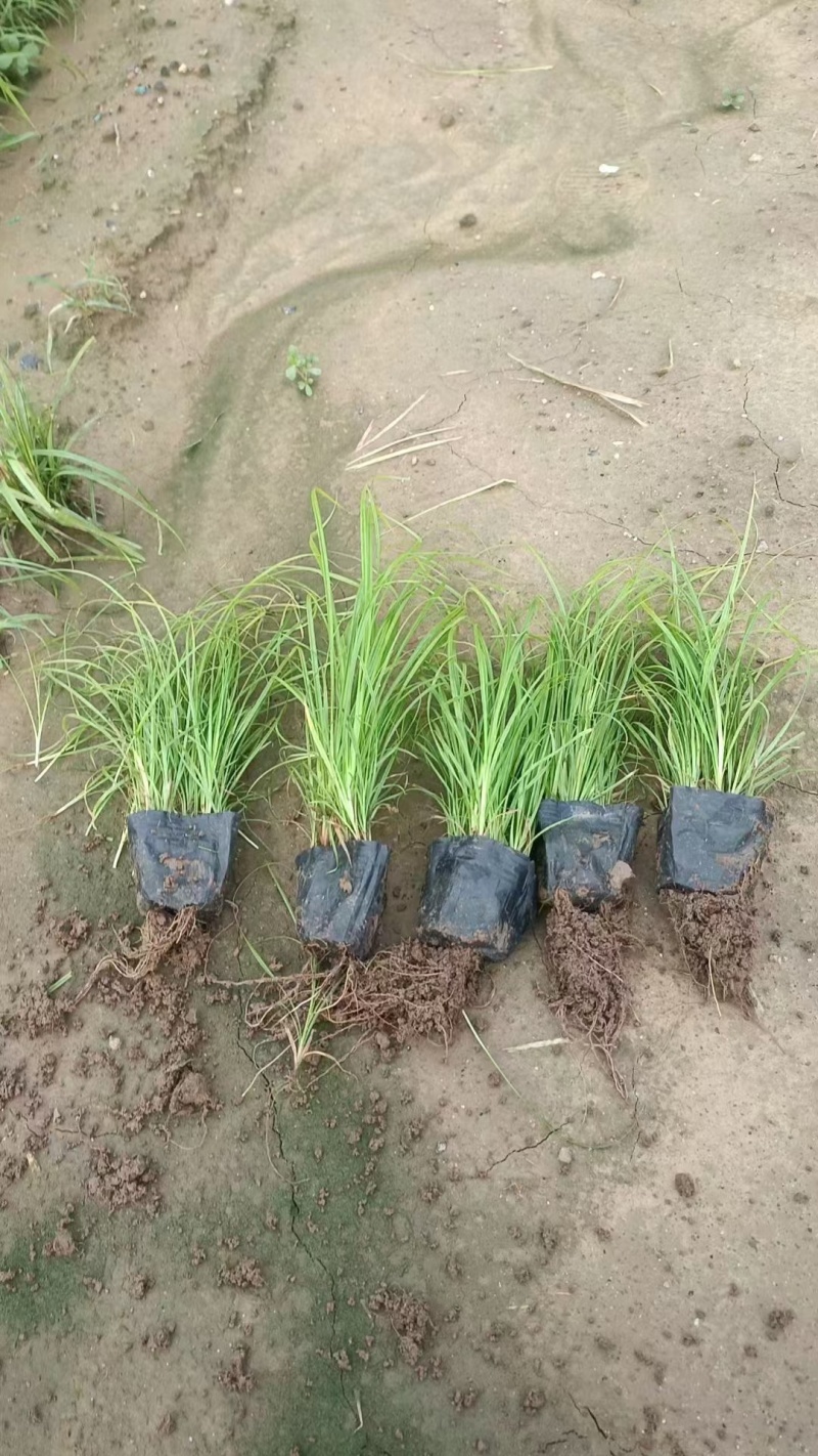 青绿苔草提供免费技术指导保障品质大量有货