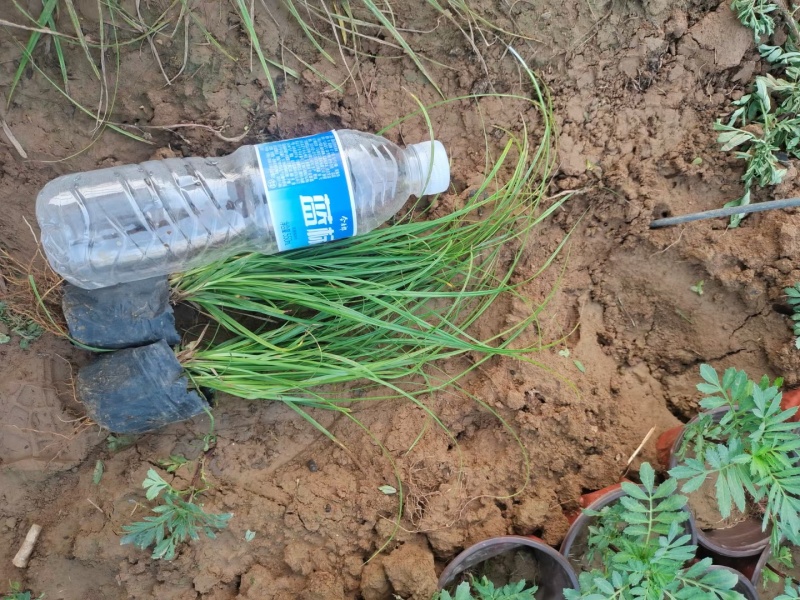 青绿苔草提供免费技术指导保障品质大量有货