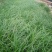 青绿苔草提供免费技术指导保障品质大量有货