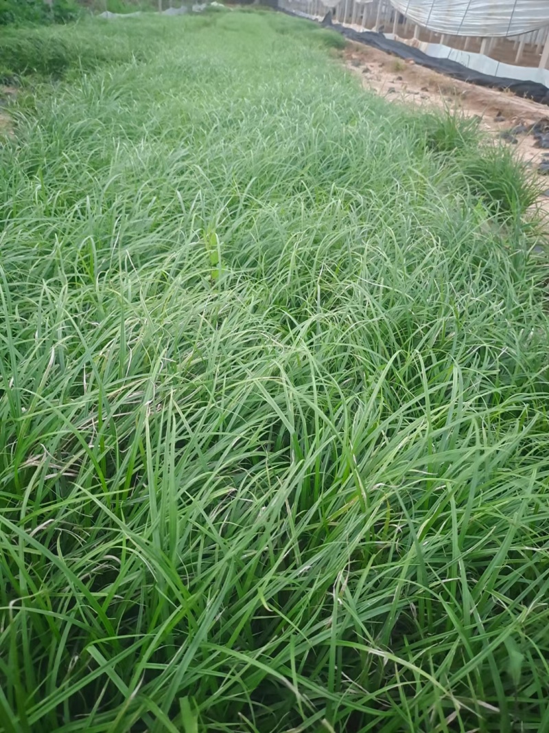 青绿苔草提供免费技术指导保障品质大量有货