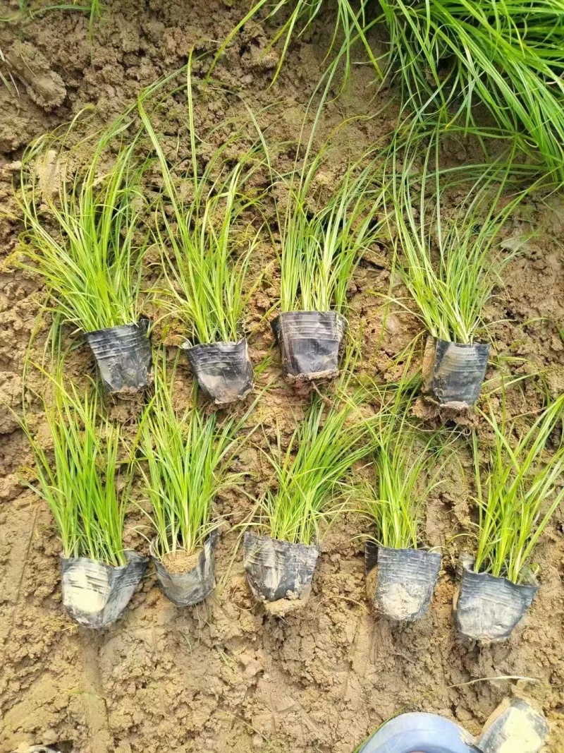 青绿苔草提供免费技术指导保障品质大量有货