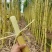 云南黄金甘蔗，糖分高，无黑心红心，长度粗度****