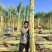 云南黄金甘蔗，糖分高，无黑心红心，长度粗度****